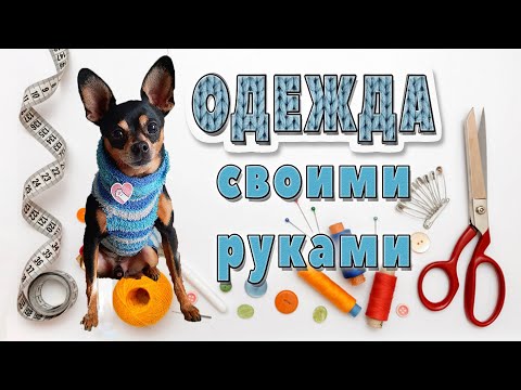 Видео: Как  просто сделать одежду для маленькой собаки в домашних условиях