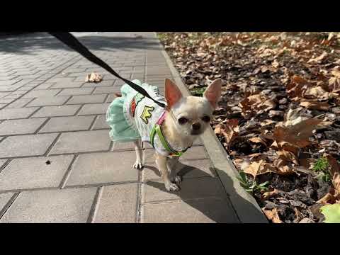 Видео: Красивая осенняя прогулка 🍂🍁. Чихуахуа Мия 🍁🐶🍂.