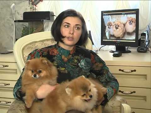 Видео: Шпицы и шпитята. Питомник Линия Победителей. Утро хорошего дня.