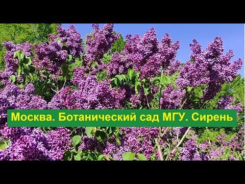 Видео: Москва. Ботанический сад МГУ. Цветущая сирень (20.05.2025)