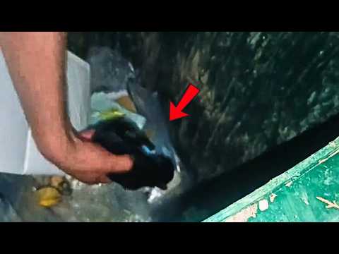 Видео: Из бака доносился слабый плач; заглянув внутрь, я увидел трёх щенков, едва живых среди мусора...