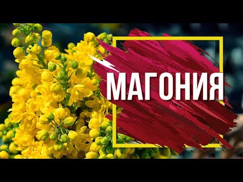 Видео: Магония Падуболистная 🌱 Вечнозелёное растение в саду 🌺