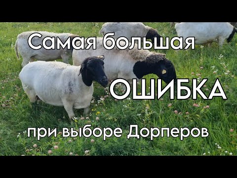 Видео: Самая большая ошибка при выборе Дорперов