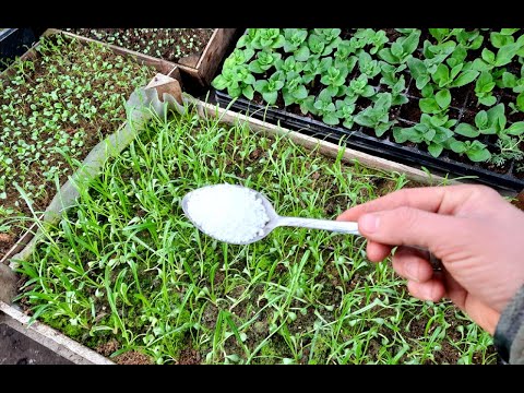 Видео: ВАЖНАЯ ПОДКОРМКА ДЛЯ СЛАБОЙ И ТОНКОЙ РАССАДЫ - КАЛЬЦИЕВАЯ СЕЛИТРА
