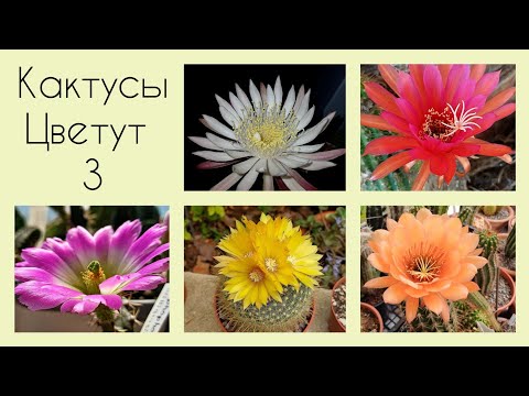 Видео: Мои Кактусы Цветут🌵2025