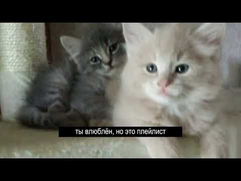 Видео: ты влюблен, но это плейлист 💞