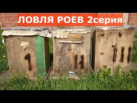 Видео: Ловля роев 2 серия