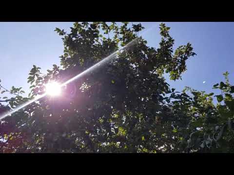 Видео: Постный суп из чечевицы. Прогулка в саду скита.