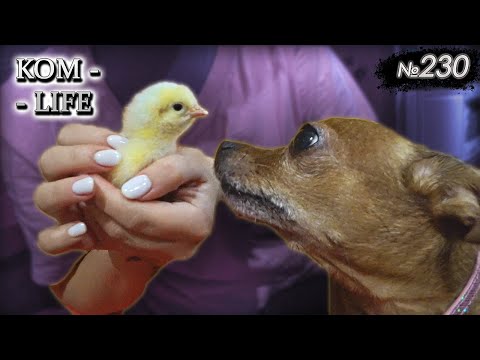 Видео: 🐤 Первый цыплёнок и плов