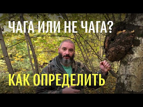 Видео: Для новичков: как отличить чагу от капа и от других трутовиков. Михаил Вишневский