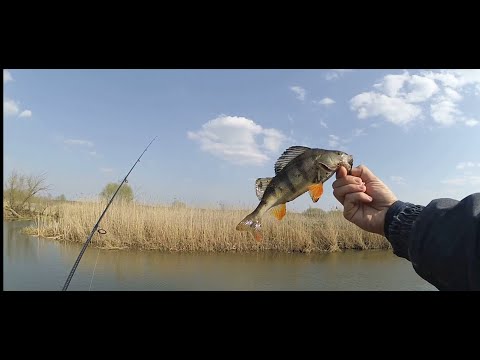 Видео: Рыбалка в Киеве (река Ирпень, Киевская обл.). Ловля щуки и окуня.