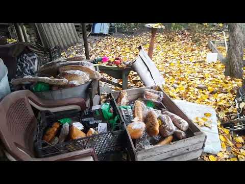 Видео: Как устроились на новом месте(или хорошо забытом старом)))