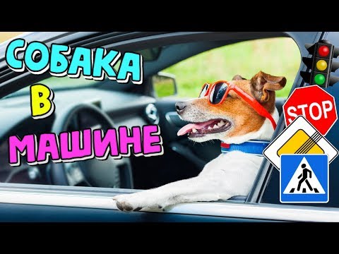 Видео: 🚗КАК ПЕРЕВОЗИТЬ СОБАКУ В МАШИНЕ? | ПРАВИЛА ПЕРЕВОЗКИ