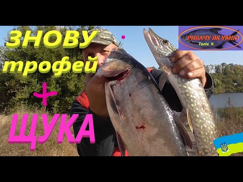 Видео: Знову трофей #РибачуЯкУмію