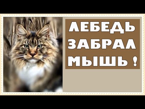 Видео: Лебедь гоняет котов, отобрал мышь!
