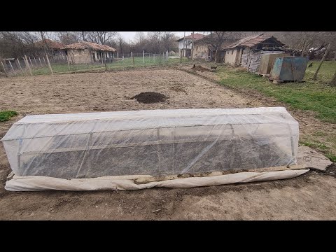 Видео: Бай Иван - баш градинар! Как се сеят домати и пипер в ястък