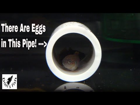 Видео: Разведение и выращивание павлинов-пескарей