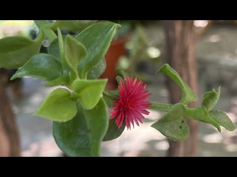 Видео: АПТЕНИЯ  КОМНАТНЫЙ СУККУЛЕНТ.