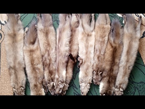 Видео: здав шкури куниць. перевірка по лисиці.