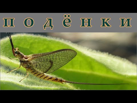 Видео: ПОДЁНКИ - Крылатые однодневки