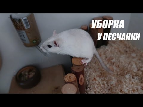 Видео: ЧТО БУДЕТ ЕСЛИ ДОЛГО НЕ УБИРАТЬСЯ У ПЕСЧАНКИ?