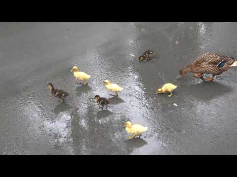 Видео: Утки с утятами в Новосибирском зоопарке. 13.06.2024