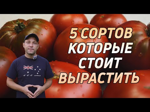 Видео: ТОМАТЫ, 5 СОРТОВ КОТОРЫЕ СТОИТ ПОПРОБОВАТЬ!