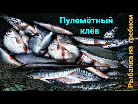 Видео: ПУЛЕМЁТНЫЙ КЛЁВ. Ловля плотвы весной. Рыбалка на фидер. Пикерная ловля. Рыбалка в нижнем новгороде
