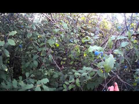 Видео: ЛОВ НА ГРИВЯК 10