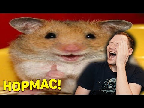 Видео: ЗАСМЕЯЛСЯ - ПОДПИСАЛСЯ!! ЛУЧШИЕ ПРИКОЛЫ 2020 ТЕСТ НА ПСИХИКУ УГАР 286