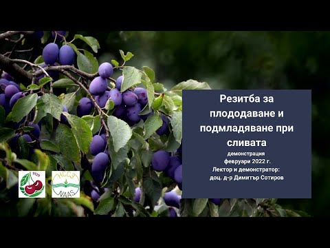 Видео: Резитба при сливата