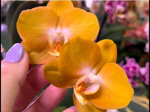 Видео: ДОЛГОЦВЕТУЩИЕ ОРХИДЕИ моей коллекции