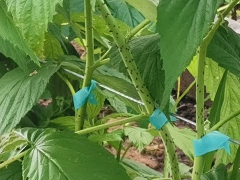 Видео: Лучшая подвязка малины для большого урожая/Сад и огород с опытом/Михаил Назаренко/