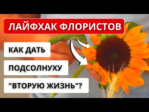 Видео: 🌻ДЕКОРАТИВНЫЙ ПОДСОЛНУХ во флористике! Где можно использовать подсолнух? Сезон, хранение, уход, цена