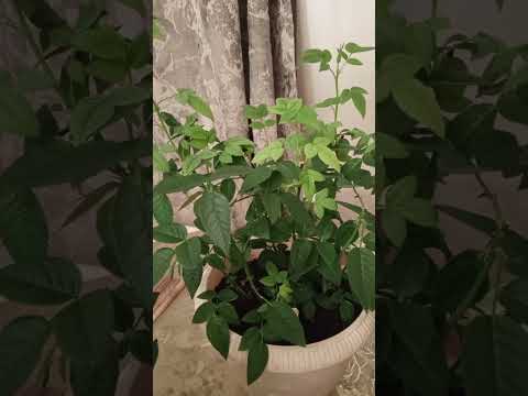 Видео: ПЕРЕСАДКА РОЗОЧЕК КАРДАНА В ГЛУБОКИЕ ГОРШКИ!🌹