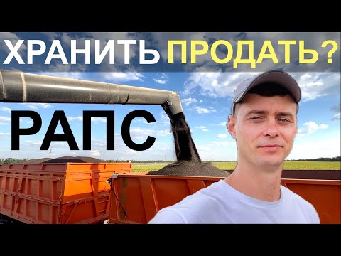 Видео: УБОРКА РАПСА. Хранить или продавать?
