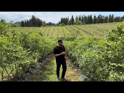 Видео: Первая плантация голубики в Грузии. Весна 2024