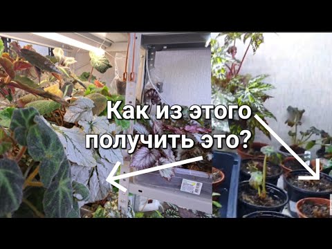 Видео: Бегонии. Секреты ухода.