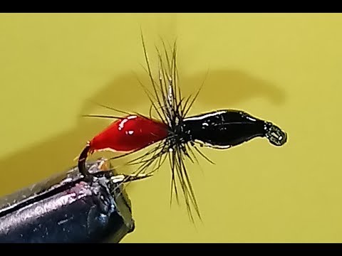 Видео: Мушка муравей зимняя.