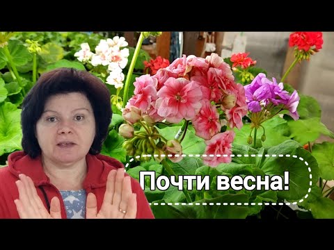 Видео: Обзор пеларгоний на стеллажах. Конец февраля.