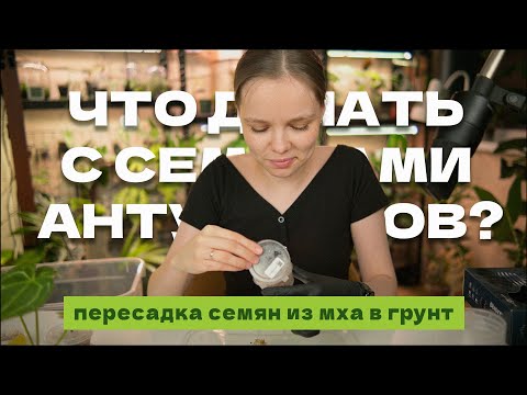 Видео: Что делать с семенами антурима? Антуриумы из семян
