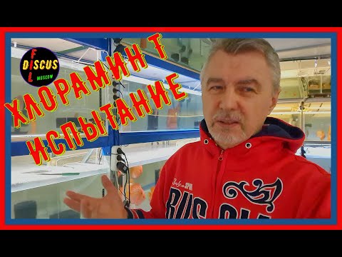 Видео: ДИСКУСЫ. ХЛОРАМИН Т и его ИСПЫТПНИЕ