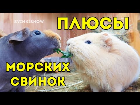 Видео: ИДЕАЛЬНЫЙ ПИТОМЕЦ – МОРСКАЯ СВИНКА. Плюсы Морских Свинок. SvinkiShow