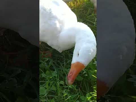 Видео: Домашние гуси едят траву