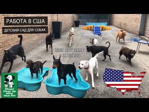 Видео: Моя первая работа в США ч.2 /Детский сад для собак в Америке/Даунтаун Чикаго / VLOG