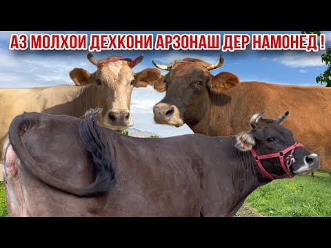 Видео: АЗ МОЛХОИ ДЕХКОНИИ АРЗОН ДЕР НАМОНЕД ! 25 октября 2025 г.