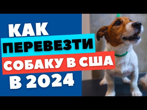 Видео: КАК ПЕРЕВЕЗТИ СОБАКУ В США В БАГАЖЕ ЧЕРЕЗ ТРЕТЬЮ СТРАНУ В 2024