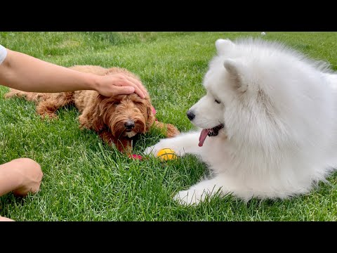 Видео: Мы пригласили лучшую подругу Wooyoo перед переездом, но она думает, что она брошена 😢