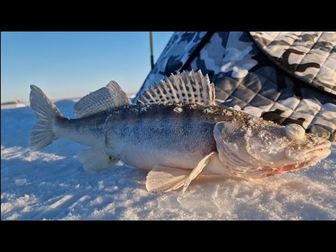 Видео: ВЫХОД СУДАКА В СИЛЬНЫЙ ВЕТЕР! РЫБАЛКА С НОЧЕВКОЙ!