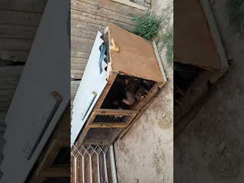 Видео: Тауық асырау